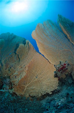 simsearch:841-06617132,k - Giant sea fan coral (Gorgonian fan coral) (Annella mollis), Ras Mohammed National Park, off Sharm el-Sheikh, Sinai, Red Sea, Egypt, North Africa, Africa Stock Photo - Rights-Managed, Code: 841-07084461