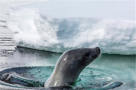 pinnipedia - Adult crabeater seal (Lobodon carcinophaga), Cuverville Island, near the Antarctic Peninsula, Southern Ocean, Polar Regions Photographie de stock - Rights-Managed, Code: 841-07080721