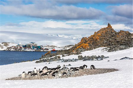 simsearch:841-07204335,k - Adelie penguins (Pygoscelis adeliae), Torgersen Island, Antarctic Peninsula, Antarctica, Polar Regions Stock Photo - Rights-Managed, Code: 841-07080735