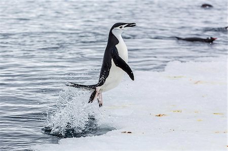 Adult chinstrap penguin (Pygoscelis antarctica), Port Lockroy, Antarctica, Southern Ocean, Polar Regions Stock Photo - Rights-Managed, Code: 841-07080737