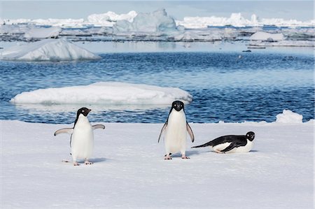 simsearch:693-03301867,k - Adelie penguins (Pygoscelis adeliae), Yalour Islands, Antarctic Peninsula, Antarctica, Polar Regions Stock Photo - Rights-Managed, Code: 841-07080731