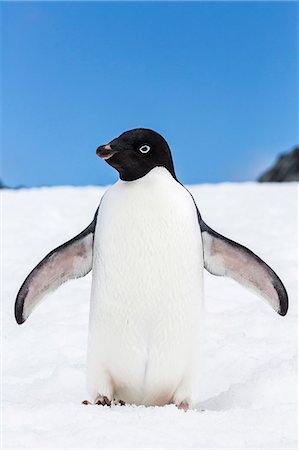 simsearch:693-03301867,k - Adelie penguin (Pygoscelis adeliae), Torgersen Island, Antarctic Peninsula, Antarctica, Polar Regions Stock Photo - Rights-Managed, Code: 841-07080733