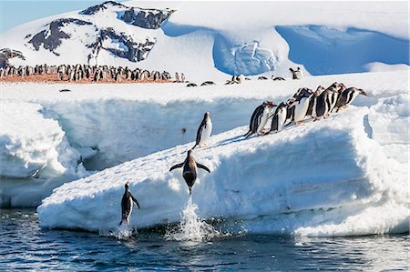 simsearch:693-03301867,k - Adult gentoo penguins (Pygoscelis papua) leaping onto ice in Mickelson Harbor, Antarctica, Southern Ocean, Polar Regions Stock Photo - Rights-Managed, Code: 841-07080754