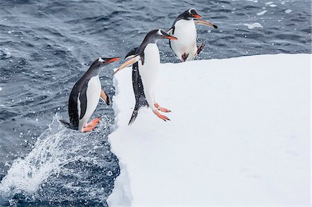 simsearch:693-03301867,k - Adult gentoo penguins (Pygoscelis papua) leaping onto ice in the Enterprise Islands, Antarctica, Southern Ocean, Polar Regions Stock Photo - Rights-Managed, Code: 841-07080758