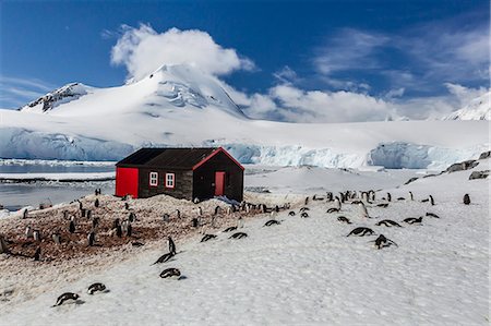 simsearch:841-07204335,k - Gentoo penguins (Pygoscelis papua) surround the buildings at Port Lockroy, Antarctica, Southern Ocean, Polar Regions Stock Photo - Rights-Managed, Code: 841-07080797