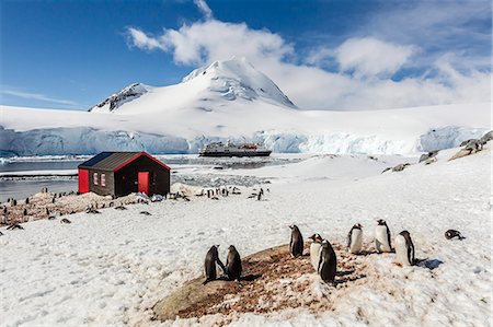 simsearch:841-07204335,k - Gentoo penguins (Pygoscelis papua) surround the buildings at Port Lockroy, Antarctica, Southern Ocean, Polar Regions Stock Photo - Rights-Managed, Code: 841-07080800