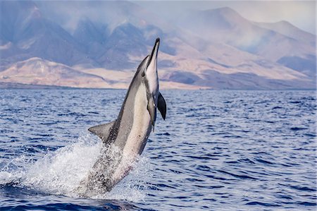 Hawaiian spinner dolphin (Stenella longirostris), AuAu Channel, Maui, Hawaii, United States of America, Pacific Stock Photo - Rights-Managed, Code: 841-07080895