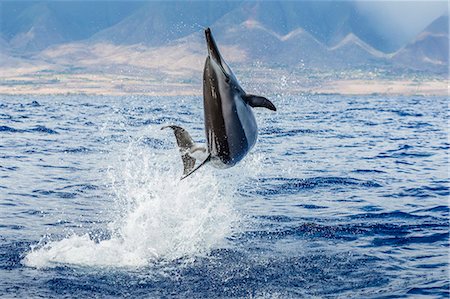 swimming (animals) - Hawaiian spinner dolphin (Stenella longirostris), AuAu Channel, Maui, Hawaii, United States of America, Pacific Stock Photo - Rights-Managed, Code: 841-07080891