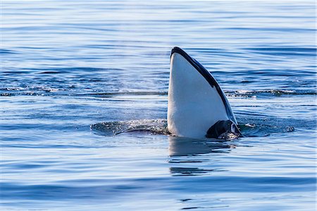 Resident killer whale, Orcinus orca, spy-hopping in Cattle Pass, San Juan Island, Washington, United States of America, North America Stock Photo - Rights-Managed, Code: 841-07080905