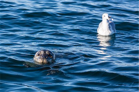 Harbour seal, Phoca vitulina, near gull, Seattle, Washington, United States of America, North America Stock Photo - Rights-Managed, Code: 841-07080910