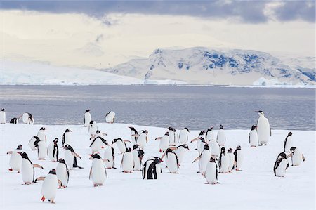 simsearch:841-07204335,k - Recently fledged emperor penguin (Aptenodytes forsteri), with gentoo penguins (Pygoscelis papua), Enterprise Islands, Antarctica, Southern Ocean, Polar Regions Stock Photo - Rights-Managed, Code: 841-07080921