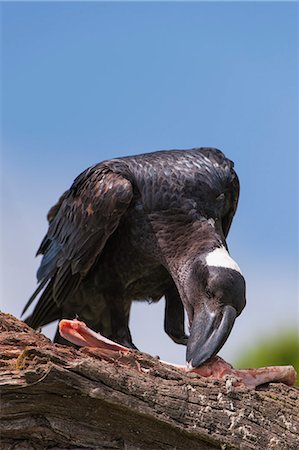 Thick-billed raven (Corvus crassirostris) feeding on a carcass, Simien Mountains National Park, Amhara region, North Ethiopia, Ethiopia, Africa Stock Photo - Rights-Managed, Code: 841-07081385