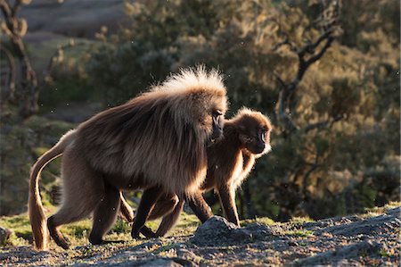 Gelada baboons (Theropithecus Gelada) on a cliff at sunset, Simien Mountains National Park, Amhara region, North Ethiopia, Ethiopia, Africa Stock Photo - Rights-Managed, Code: 841-07081391