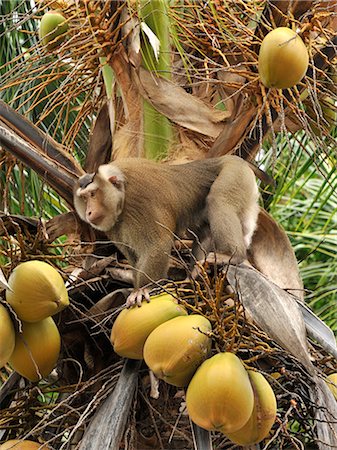 Macaque monkey trained to collect coconuts in Ko Samui, Thailand, Southeast Asia, Asia Stock Photo - Rights-Managed, Code: 841-07081529