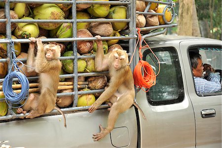 Macaque monkeys trained to collect coconuts in Ko Samui, Thailand, Southeast Asia, Asia Stock Photo - Rights-Managed, Code: 841-07081531