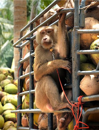 Macaque monkeys trained to collect coconuts in Ko Samui, Thailand, Southeast Asia, Asia Stock Photo - Rights-Managed, Code: 841-07081533