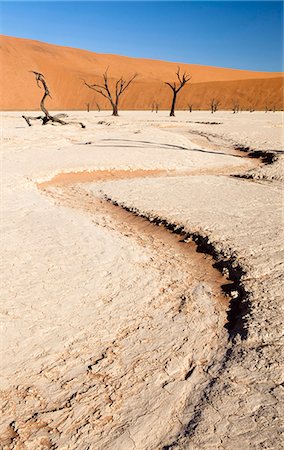 sparse - Dried mud pan with ancient camelthorn trees and orange sand dunes in the distance, Dead Vlei, Namib Desert, Namib Naukluft Park, Namibia, Africa Stock Photo - Rights-Managed, Code: 841-07081707