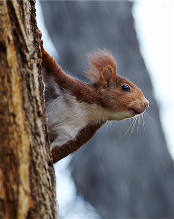 single animals - Red squirrel in Parque del Retiro, Madrid, Spain, Europe Stock Photo - Rights-Managed, Code: 841-07081927