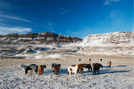 Icelandic horses, Iceland, Polar Regions Stock Photo - Rights-Managed, Code: 841-07082305