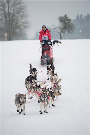 sled - Husky dogs and musher, international dog sled race, La Grande Odyssee Savoie Mont Blanc, Haute-Savoie, France, Europe Stock Photo - Rights-Managed, Code: 841-07082337