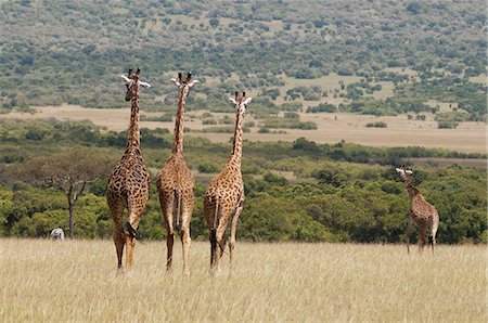 Masai giraffe (Giraffa camelopardalis), Masai Mara National Reserve, Kenya, East Africa, Africa Stock Photo - Rights-Managed, Code: 841-07082359