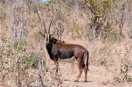 simsearch:841-07082375,k - Sable antelope (Hippotragus niger), Chobe National Park, Botswana, Africa Photographie de stock - Rights-Managed, Code: 841-07082367