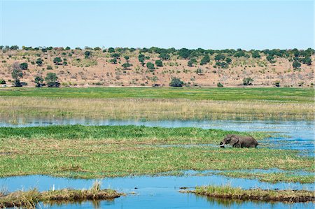 simsearch:841-07082375,k - African elephant (Loxodonta africana) crossing Chobe River, Chobe National Park, Botswana, Africa Photographie de stock - Rights-Managed, Code: 841-07082368