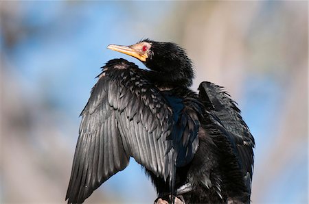 simsearch:841-07082375,k - Reed cormorant (Phalacrocorax africanus), Chobe National Park, Botswana, Africa Photographie de stock - Rights-Managed, Code: 841-07082375