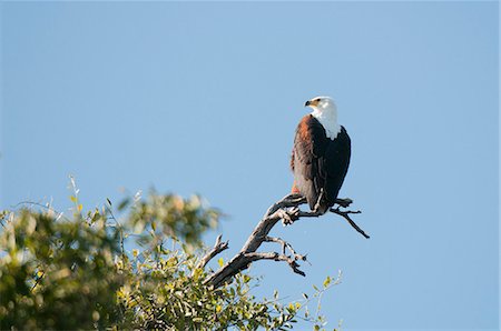 simsearch:841-07082375,k - African fish eagle (Haliaeetus vocifer), Chobe National Park, Botswana, Africa Photographie de stock - Rights-Managed, Code: 841-07082377