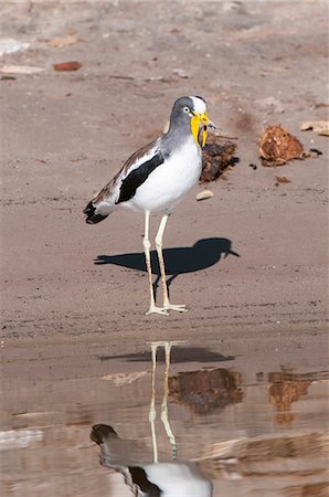 simsearch:841-07082375,k - White-crowned lapwing (Vanellus albiceps), Chobe National Park, Botswana, Africa Photographie de stock - Rights-Managed, Code: 841-07082379