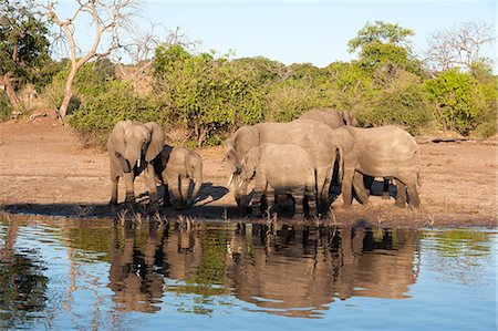 simsearch:841-07782300,k - African elephants (Loxodonta africana), Chobe National Park, Botswana, Africa Stock Photo - Rights-Managed, Code: 841-07082372