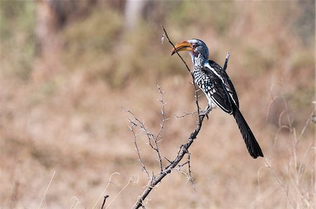 simsearch:841-07082375,k - Southern yellow -billed hornbill (Tockus flavirostris), Chief Island, Moremi Game Reserve, Okavango Delta, Botswana, Africa Photographie de stock - Rights-Managed, Code: 841-07082389