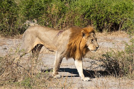 simsearch:841-07082375,k - Lion (Panthera leo), Chobe National Park, Botswana, Africa Photographie de stock - Rights-Managed, Code: 841-07082382