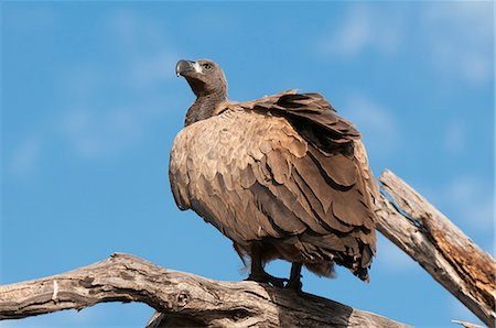 White-backed vulture (Gyps africanus), Chobe National Park, Botswana, Africa Stock Photo - Rights-Managed, Code: 841-07082383