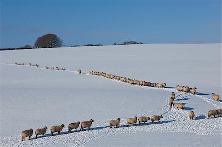 domestic sheep - A file of sheep across snow, Lower Pennines, Eden Valley, Cumbria, England, United Kingdom, Europe Stock Photo - Rights-Managed, Code: 841-07082393
