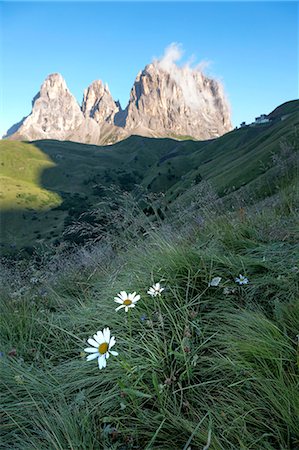 simsearch:841-06448891,k - Wild flowers and the dramatic Sassolungo mountains in the Dolomites near Canazei, Trentino-Alto Adige, Italy, Europe Stock Photo - Rights-Managed, Code: 841-07082707