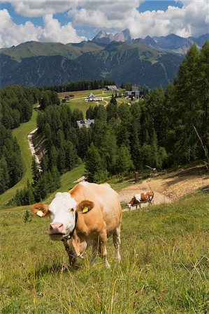 Cows grazing near the Rosengarten Mountains in the Dolomites near Canazei, Trentino-Alto Adige, Italy, Europe Stock Photo - Rights-Managed, Code: 841-07082708