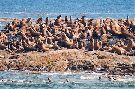 Steller sea lion (northern sea lion) (Eumetopias jubatus) colony outside Prince Rupert, British Columbia, Canada, North America Stock Photo - Rights-Managed, Code: 841-07082757