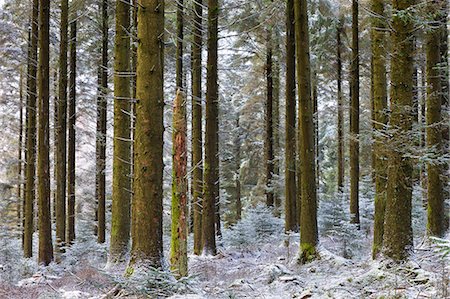 simsearch:841-06807783,k - Snow dusted pine woodland at Fernworthy Forest, Dartmoor National Park, Devon, England, United Kingdom, Europe Stock Photo - Rights-Managed, Code: 841-07082915