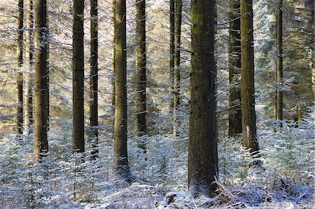 simsearch:841-06807783,k - Dusting of snow in a pine woodland, Fernworthy, Dartmoor National Park, Devon, England, United Kingdom, Europe Stock Photo - Rights-Managed, Code: 841-07082916