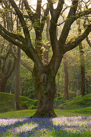 quercus sp - Bluebell carpet beneath mature oak tree, Blackbury Camp, Devon, England, United Kingdom, Europe Stock Photo - Rights-Managed, Code: 841-07082931