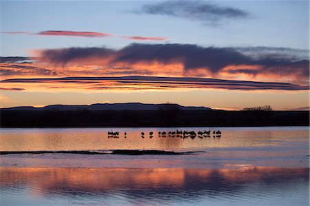 silhouettes birds - Greater sandhill cranes (Grus canadensis tabida) at sunrise, Bosque del Apache National Wildlife Refuge, New Mexico, United States of America, North America Stock Photo - Rights-Managed, Code: 841-07083048
