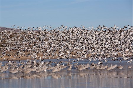 flock - Lesser snow geese (Chen caerulescens caerulescens) in flight, and greater sandhill cranes (Grus canadensis tabida) standing in water, Bosque del Apache National Wildlife Refuge, New Mexico, United States of America, North America Stock Photo - Rights-Managed, Code: 841-07083053