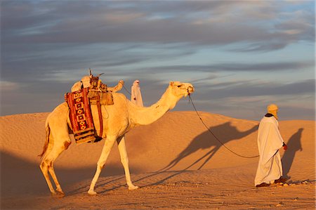 Camel driver in the Sahara, Douz, Kebili, Tunisia, North Africa, Africa Stock Photo - Rights-Managed, Code: 841-07083354