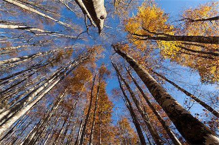 simsearch:649-06432787,k - Alpago beech forest in autumn, Belluno, Veneto, Italy, Europe Stock Photo - Rights-Managed, Code: 841-07083759