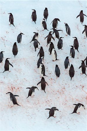 simsearch:841-07204335,k - Adult chinstrap penguin (Pygoscelis antarctica), Half Moon Island, South Shetland Islands, Antarctica, Southern Ocean, Polar Regions Stock Photo - Rights-Managed, Code: 841-07204298