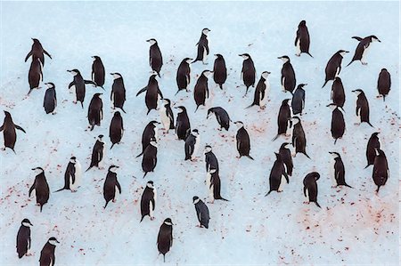 simsearch:841-07204335,k - Adult chinstrap penguin (Pygoscelis antarctica), Half Moon Island, South Shetland Islands, Antarctica, Southern Ocean, Polar Regions Stock Photo - Rights-Managed, Code: 841-07204299