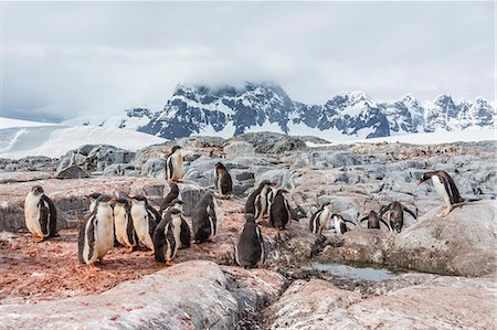 simsearch:841-07204335,k - Gentoo penguin (Pygoscelis papua) chicks creche, Jougla Point, Wiencke Island, Antarctica, Southern Ocean, Polar Regions, Polar Regions Stock Photo - Rights-Managed, Code: 841-07204304