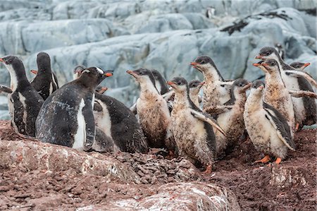 simsearch:841-07204335,k - Gentoo penguin (Pygoscelis papua) chicks creche, Jougla Point, Wiencke Island, Antarctica, Southern Ocean, Polar Regions, Polar Regions Stock Photo - Rights-Managed, Code: 841-07204305