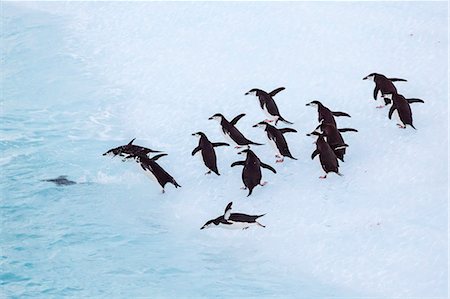 simsearch:841-07204335,k - Adult chinstrap penguin (Pygoscelis antarctica), Half Moon Island, South Shetland Islands, Antarctica, Southern Ocean, Polar Regions Stock Photo - Rights-Managed, Code: 841-07204300